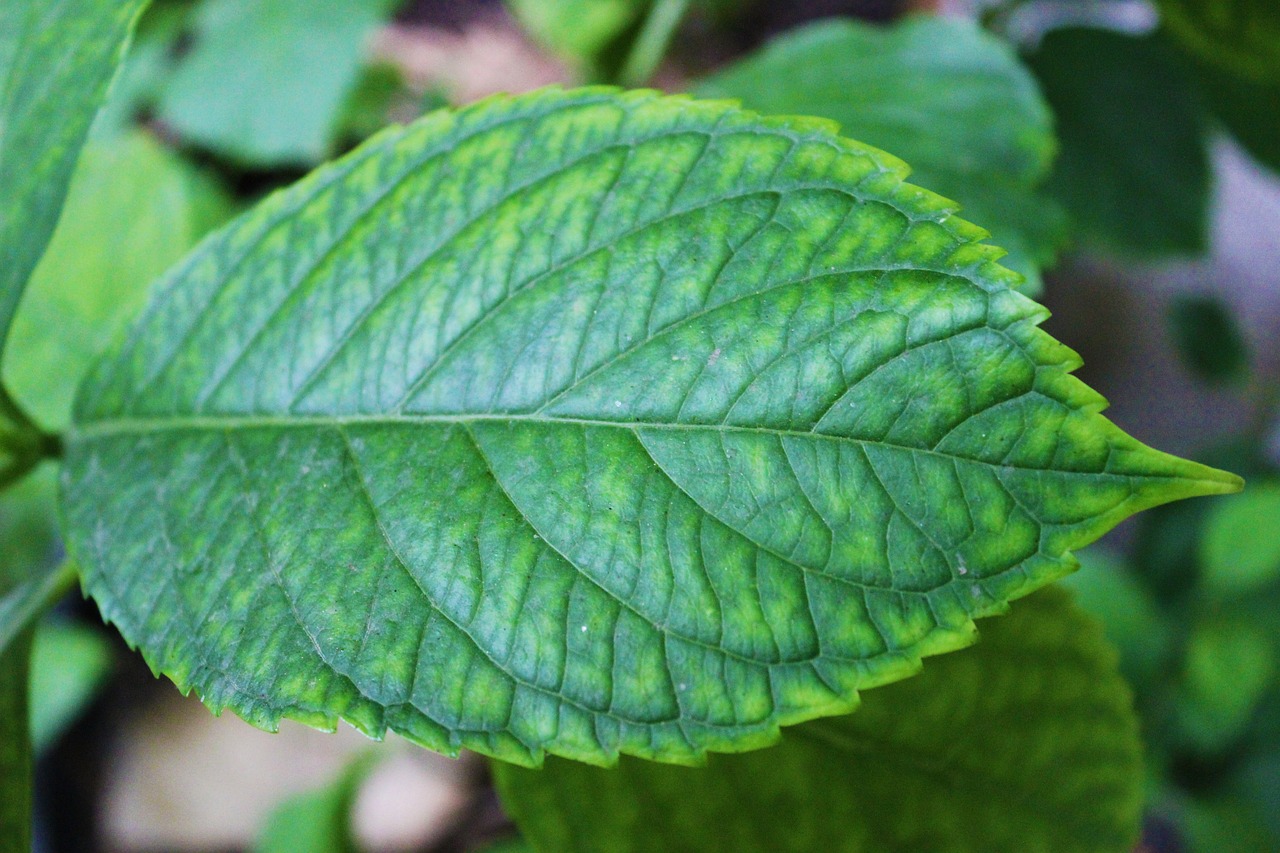 green leaves istanbul free photo