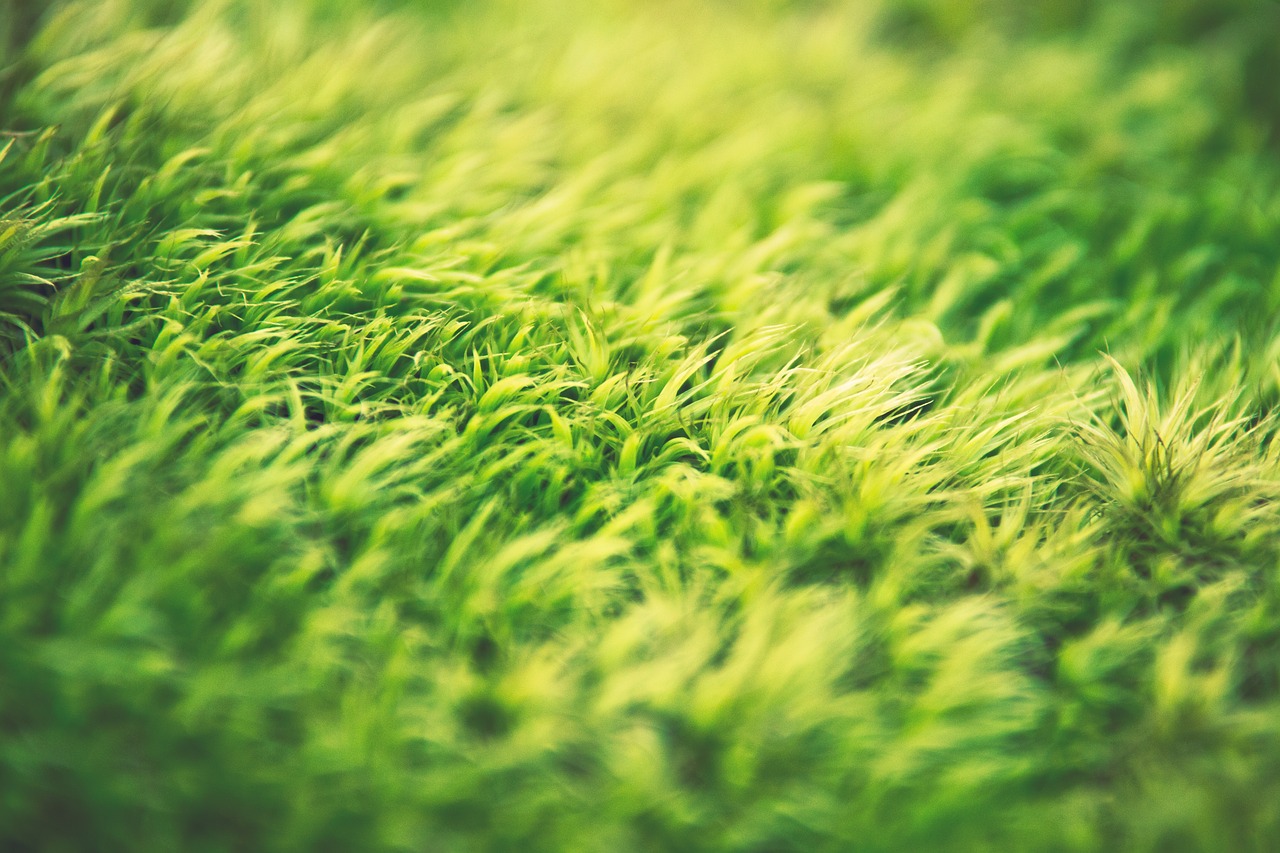 green grass nature free photo