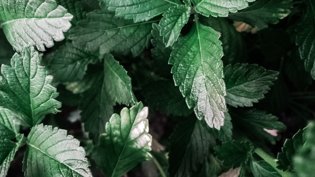 green plants leaves free photo