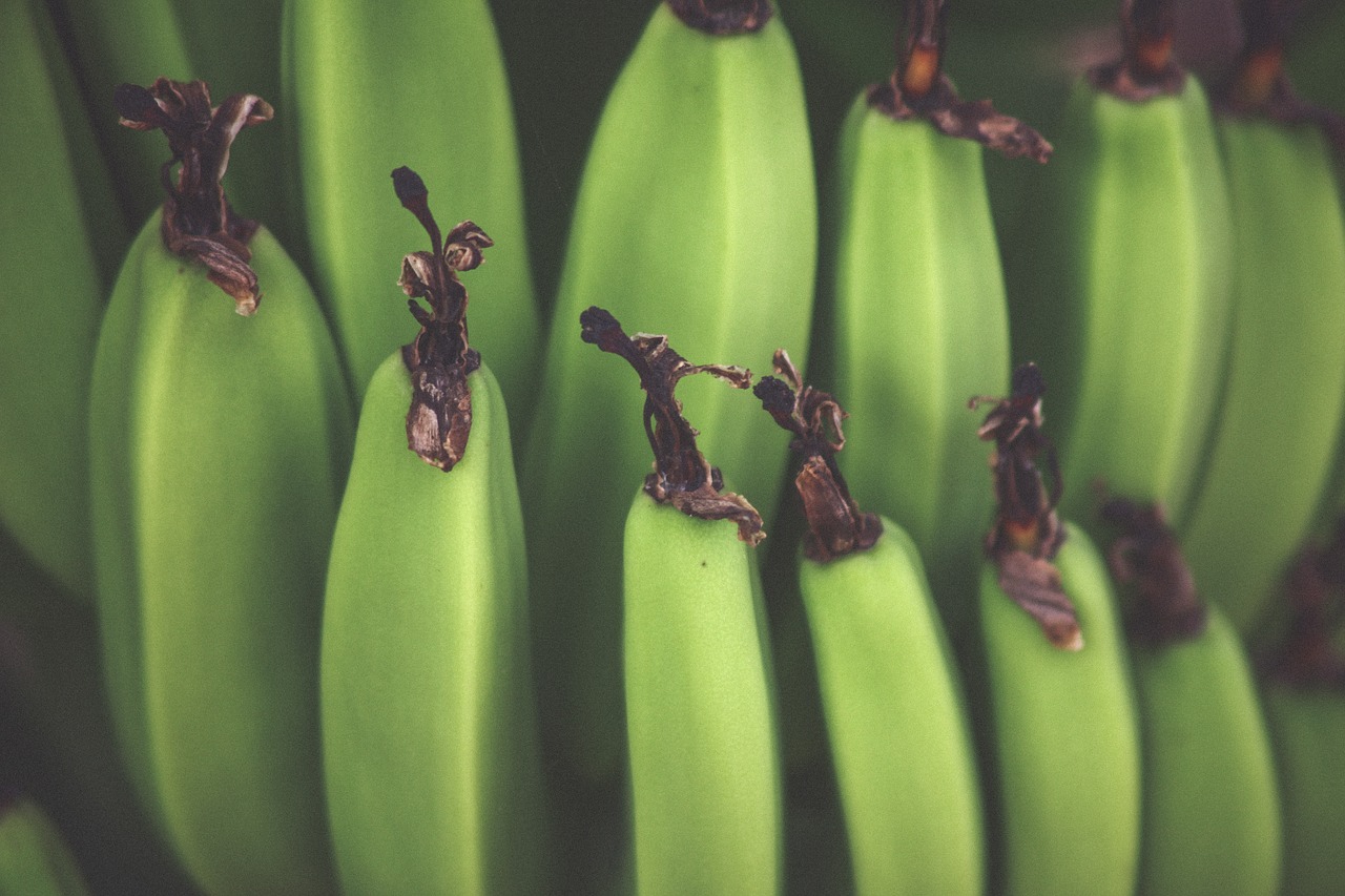 green plantains fruits free photo