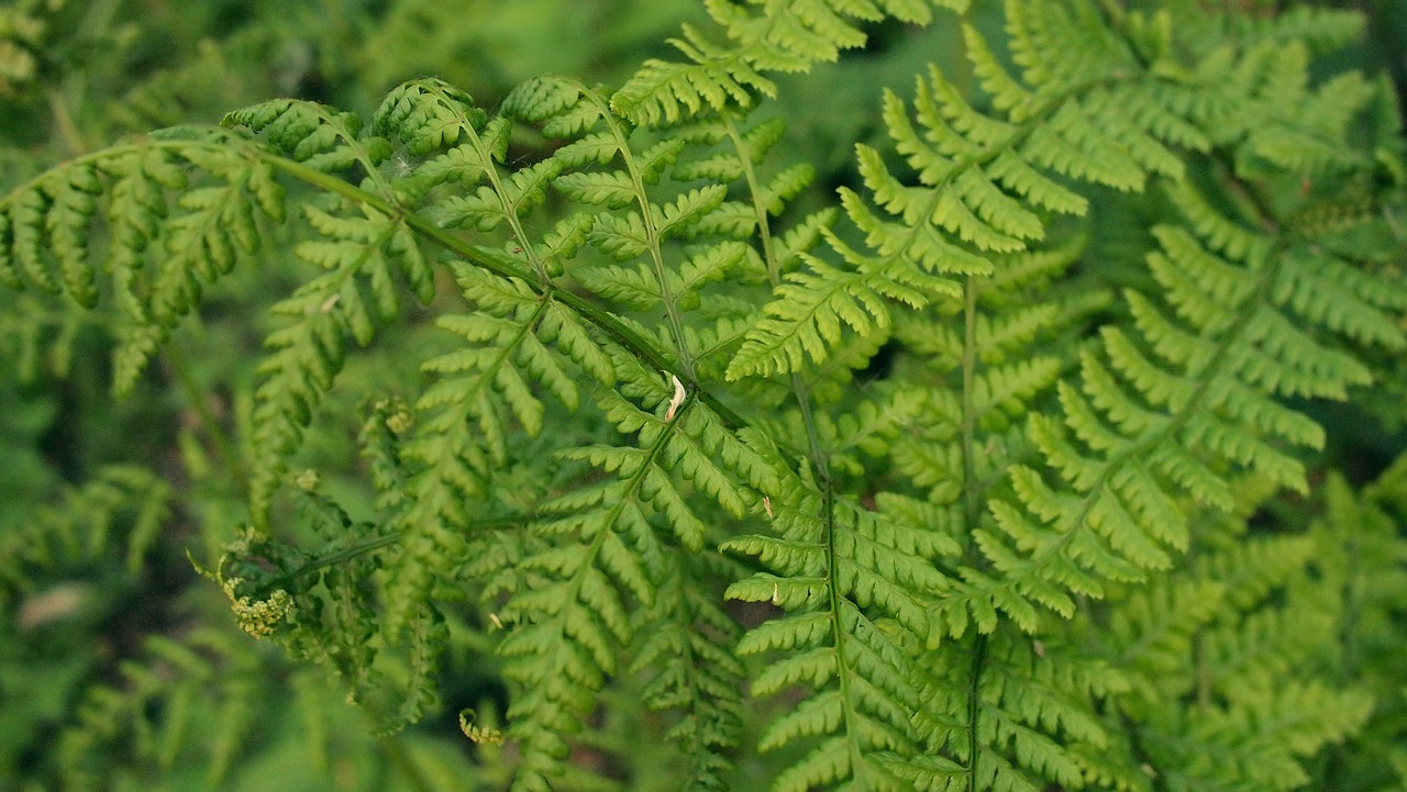 green leaves trees free photo