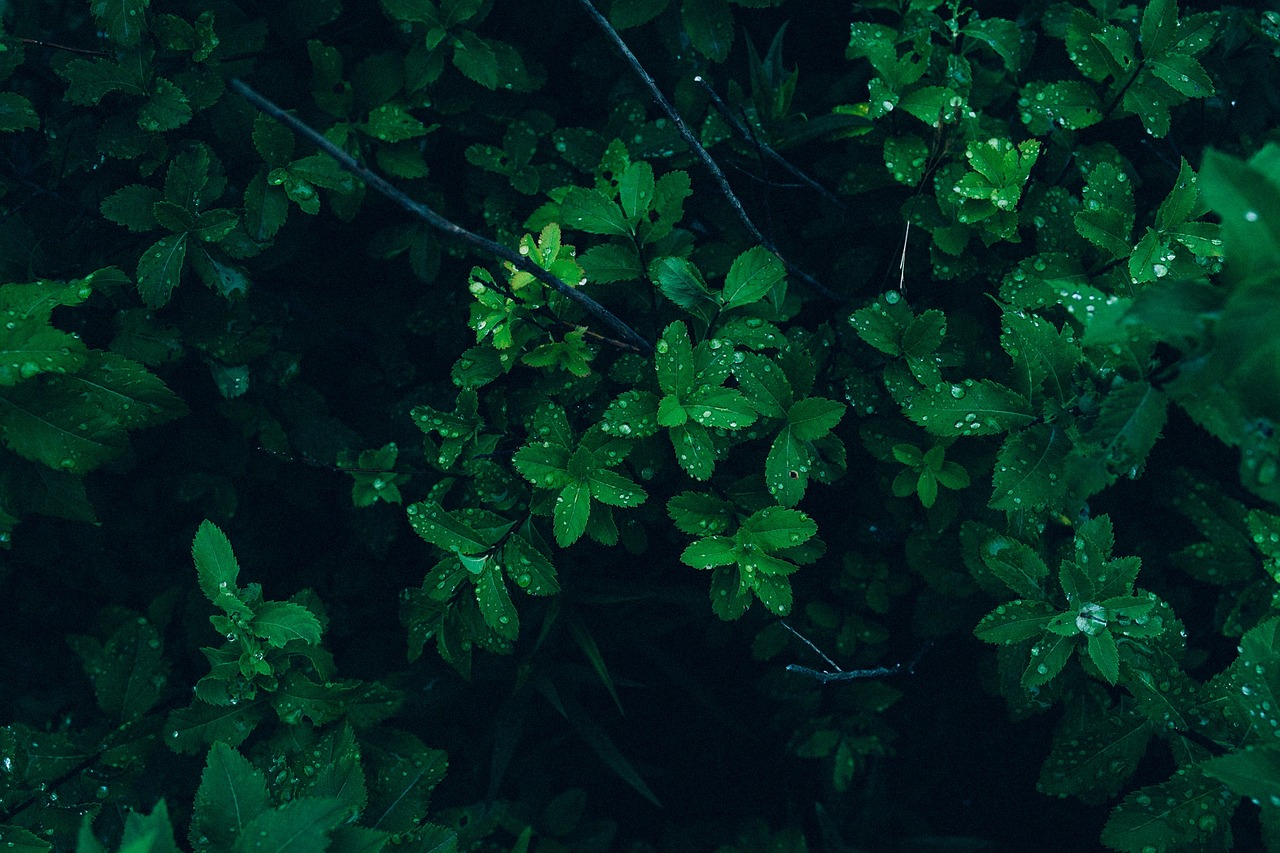 green plants leaves free photo