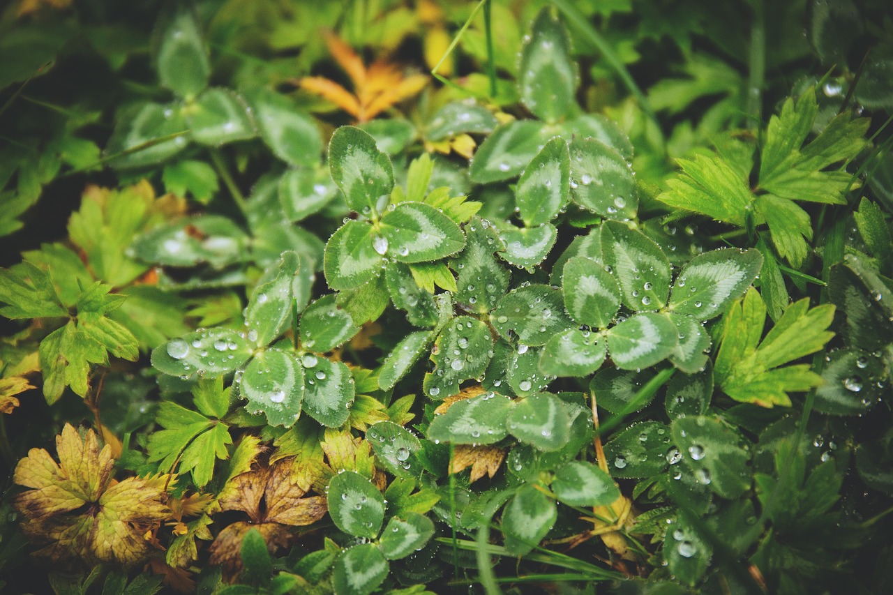 green plants leaves free photo