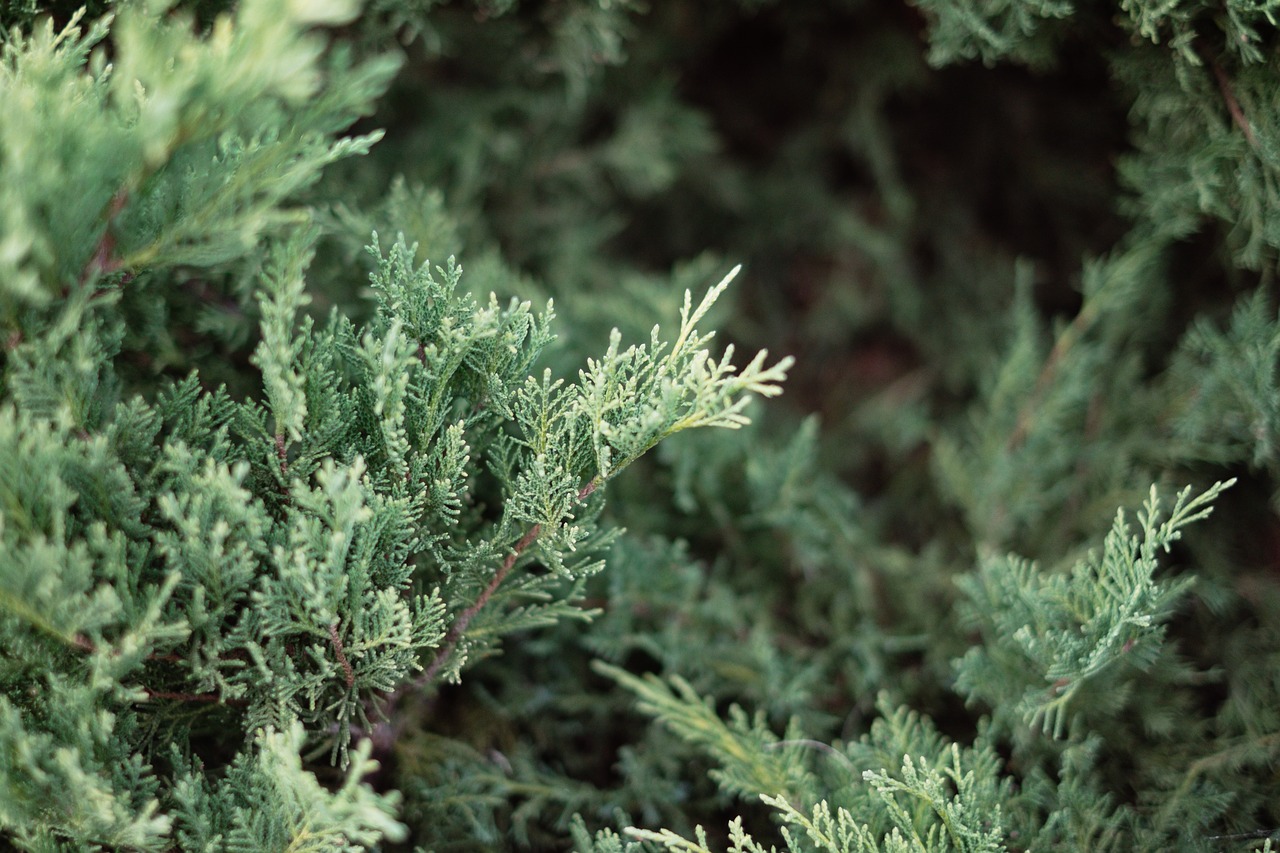 green trees leaves free photo