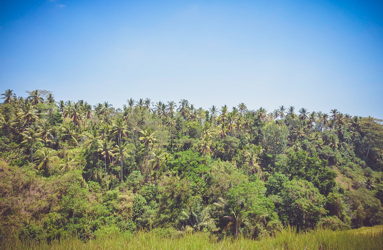 green grass trees free photo