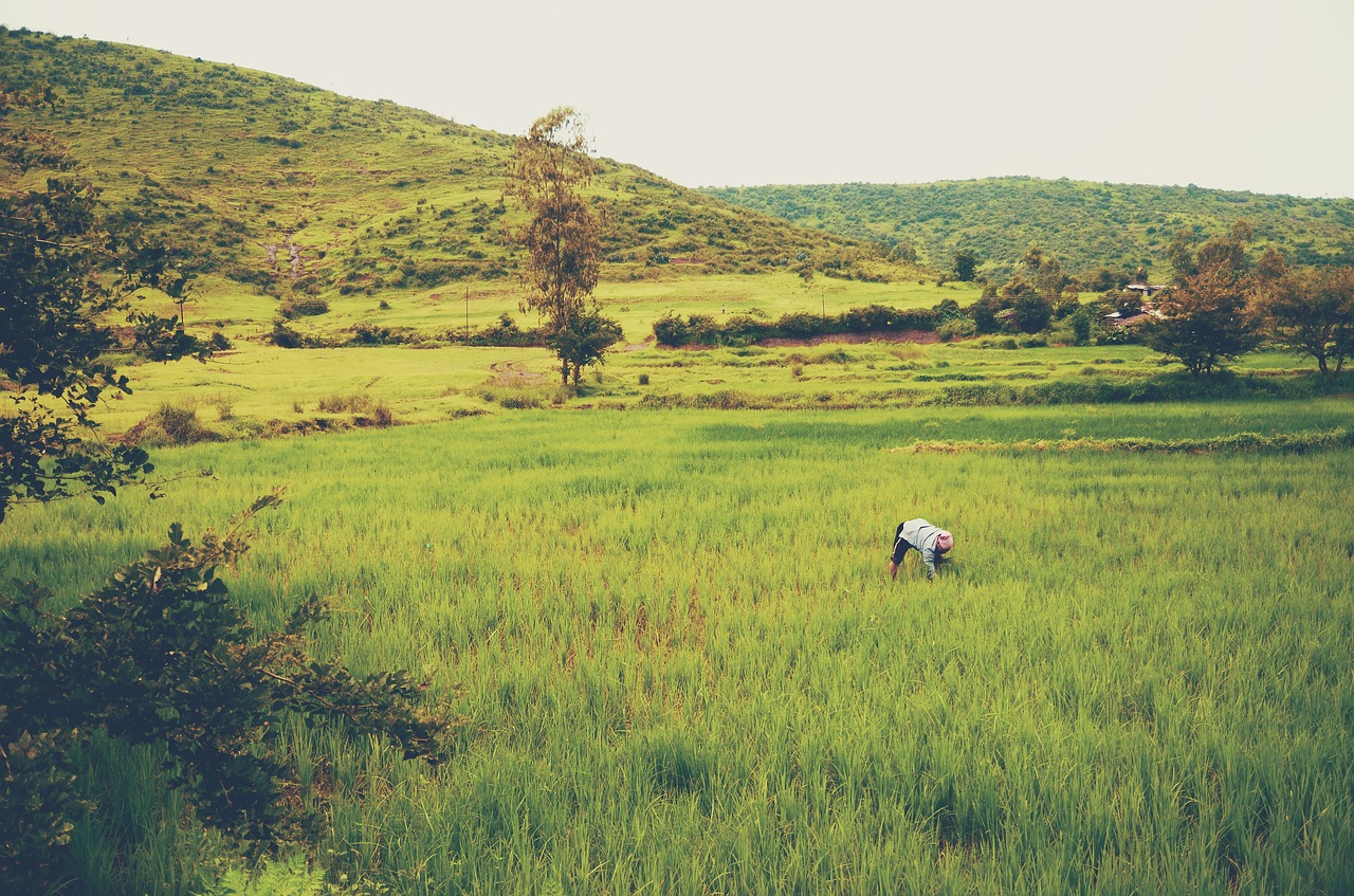 green grass farm free photo