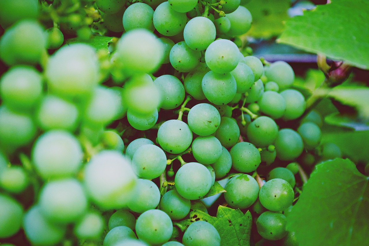 green grapes fruits free photo