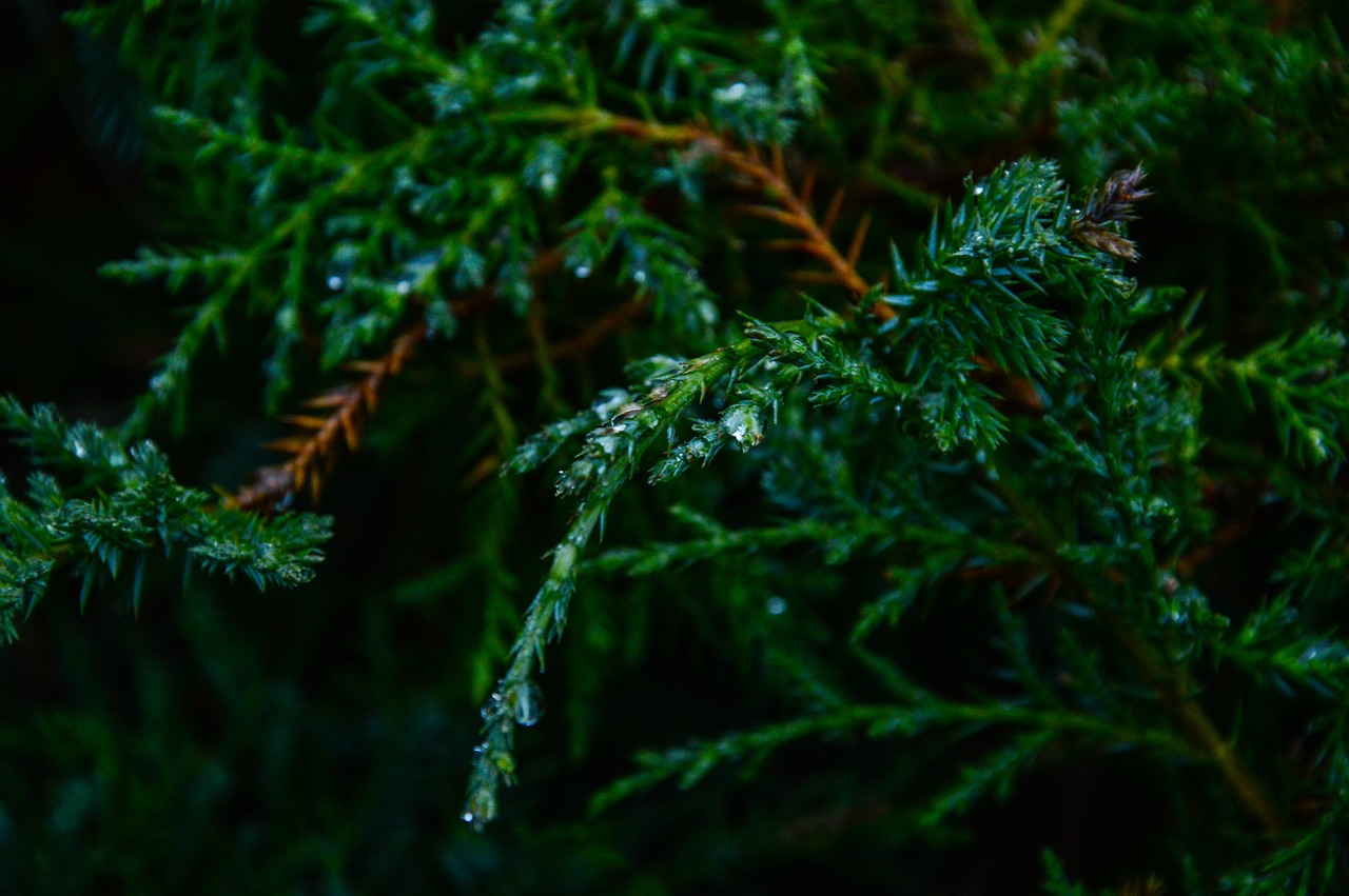 green trees leaves free photo