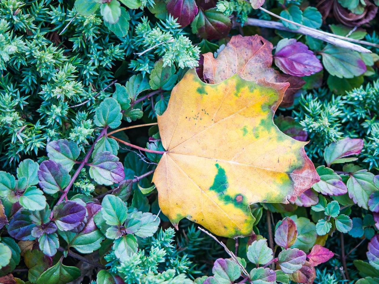 green plants leaves free photo