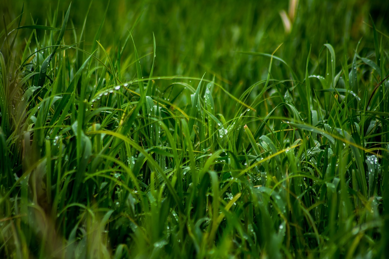 green grass dew free photo