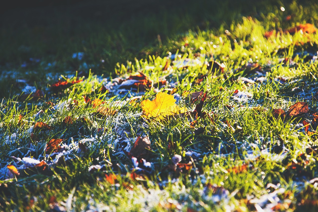 green grass leaves free photo