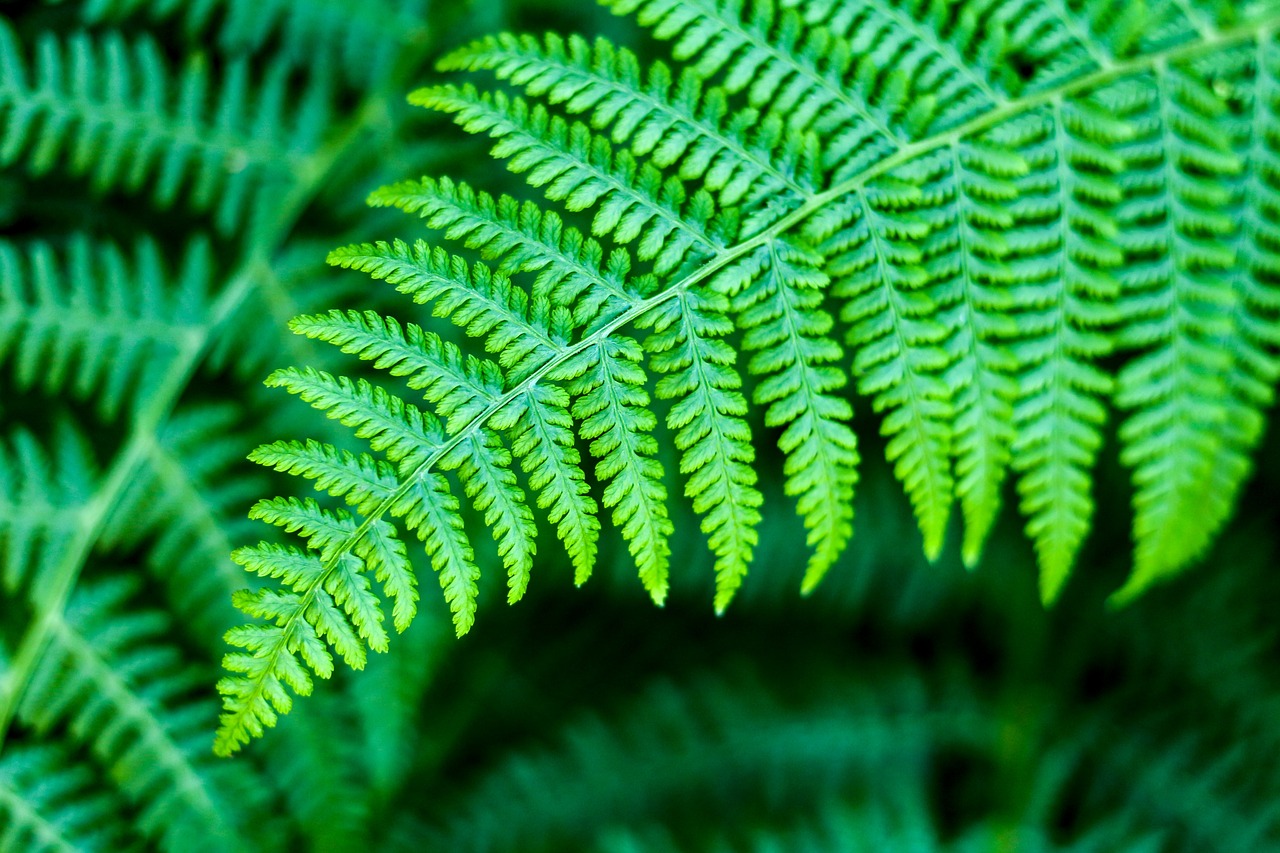 green leaves plants free photo