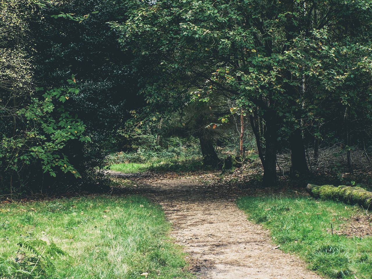 green grass trail free photo