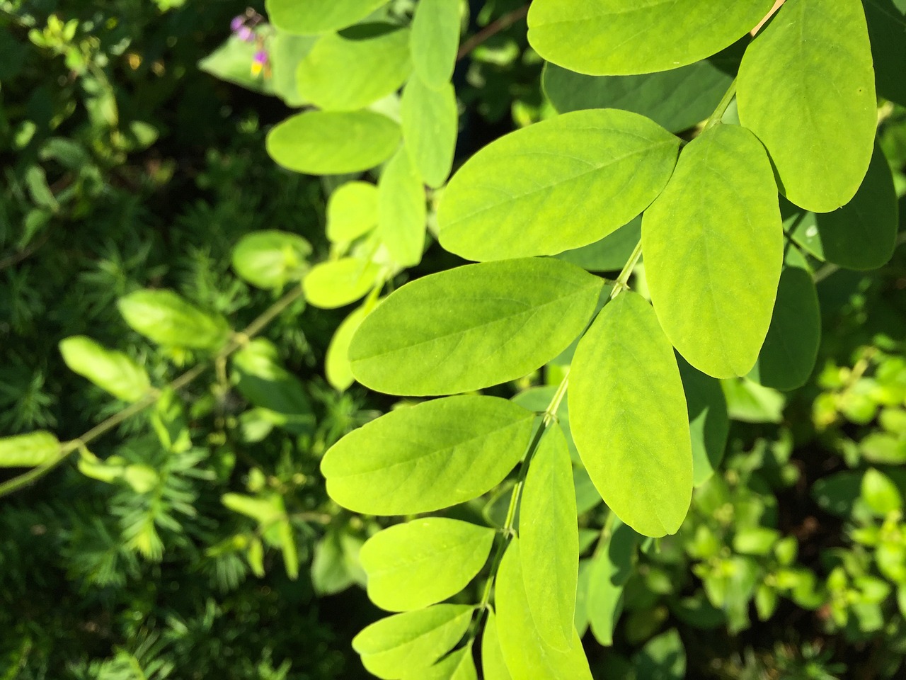 green leaves plants free photo