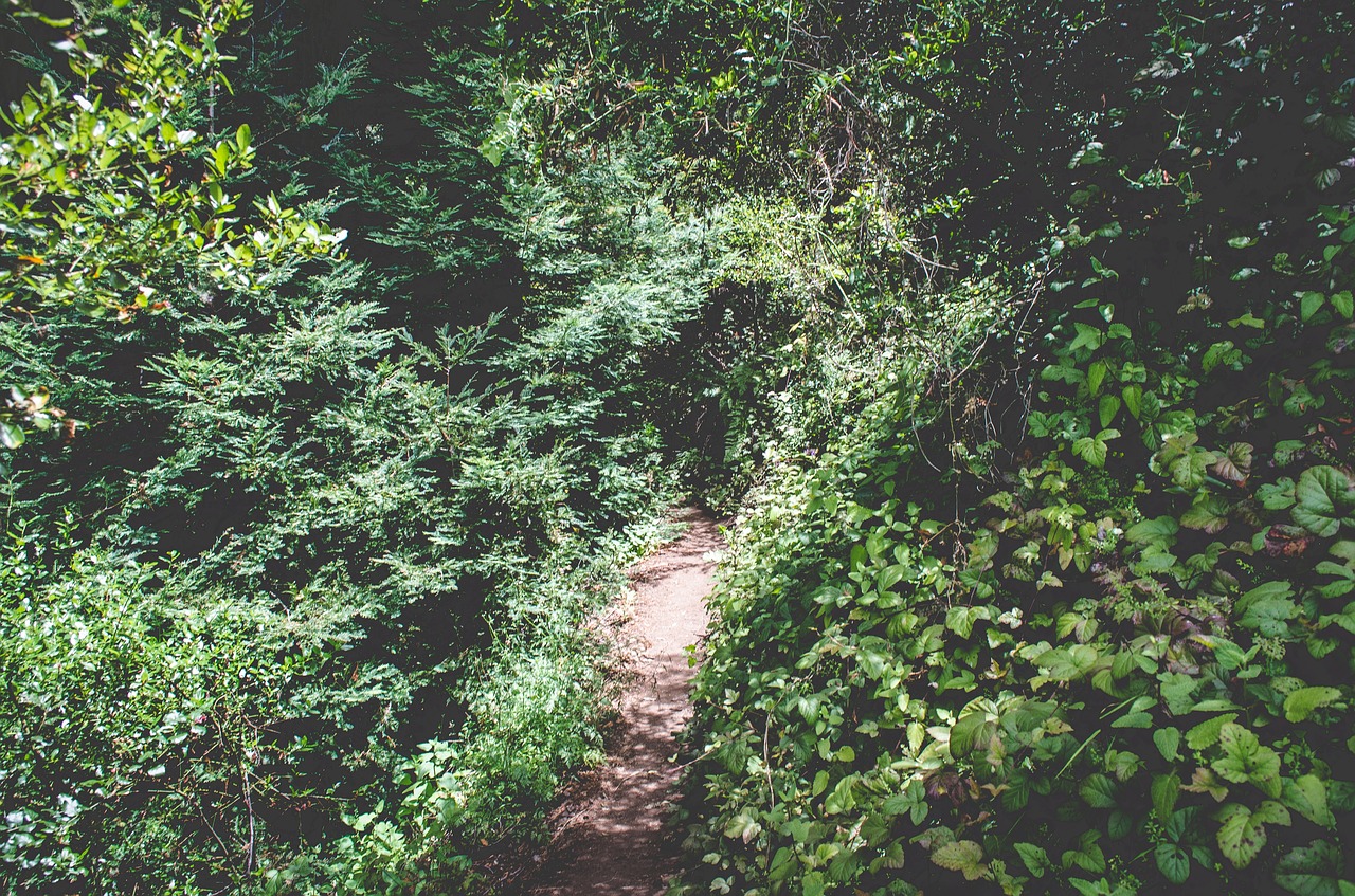 green trees leaves free photo