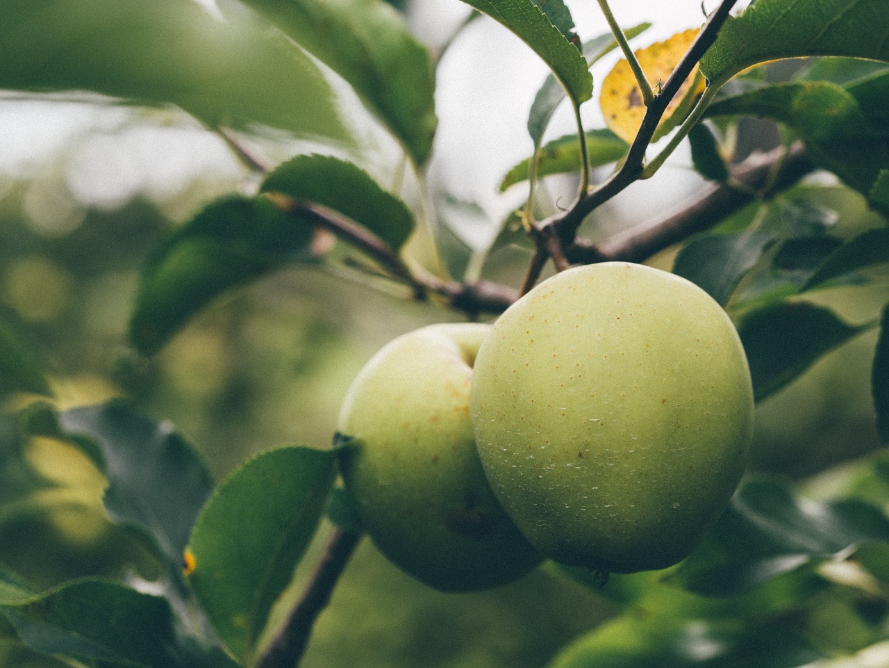 green apples fruits free photo