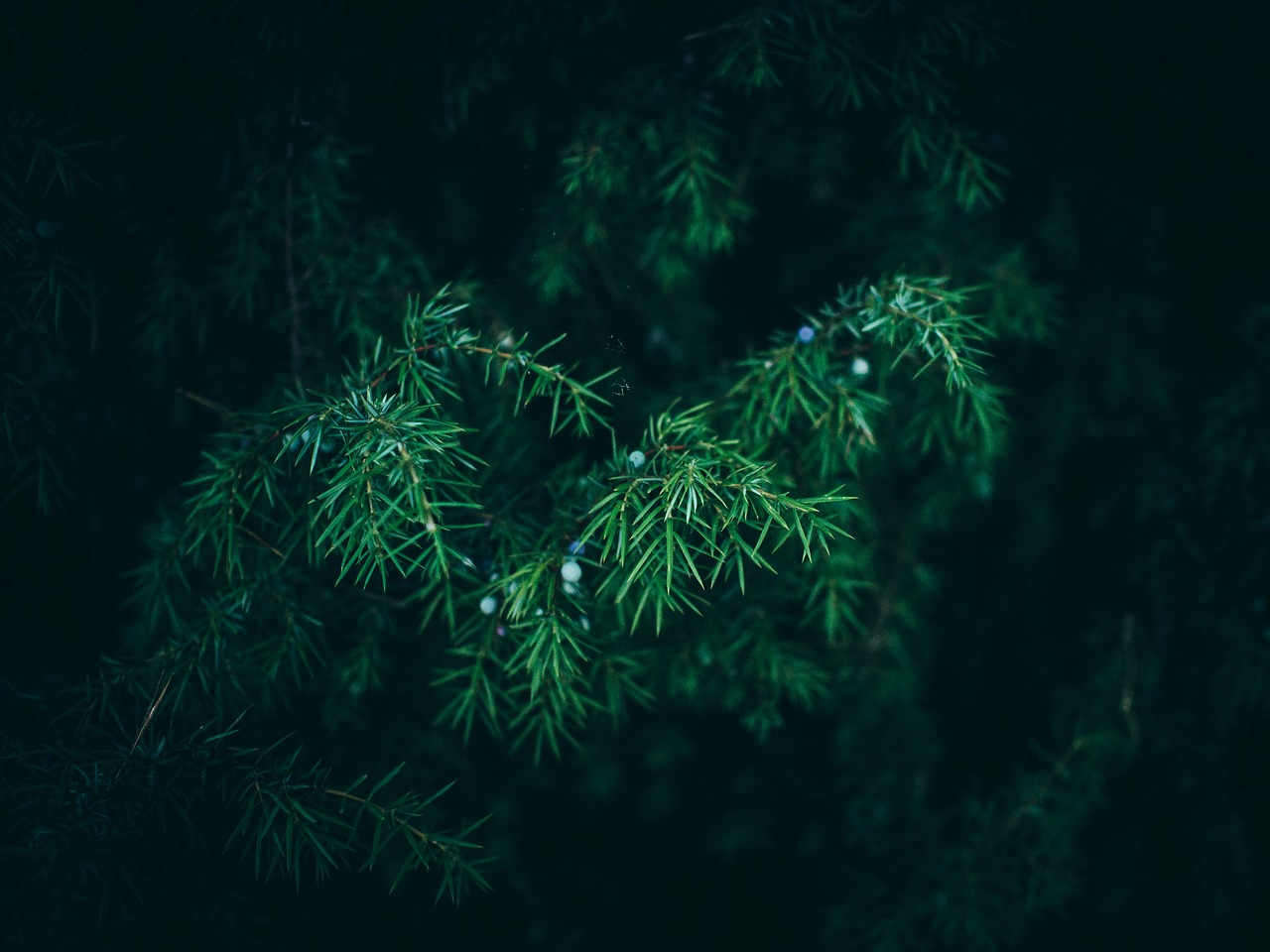 green bush plants free photo