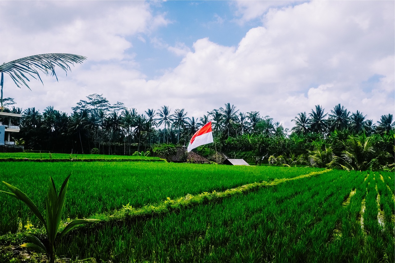 green grass paddies free photo