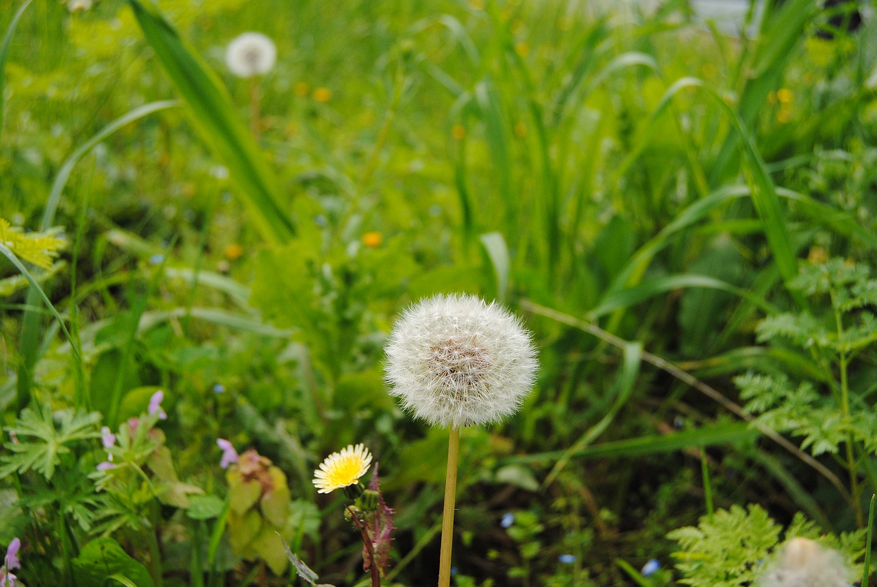 green flower spring free photo