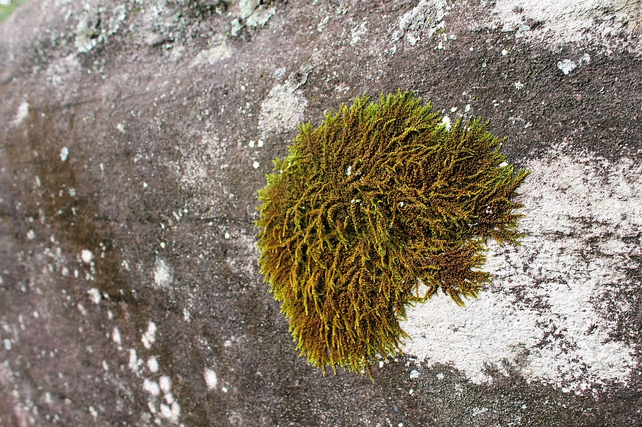 green mosses rocks free photo
