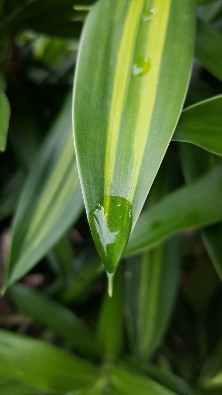 green plant nature free photo