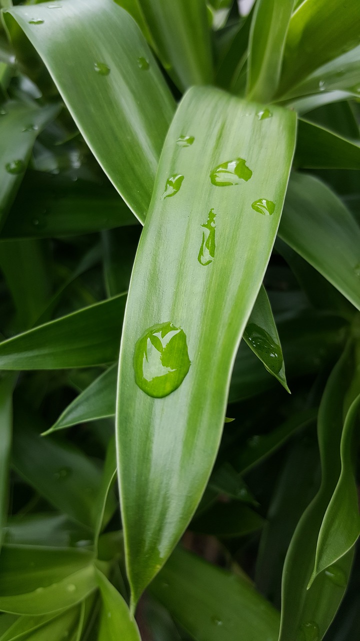 green leaf nature free photo