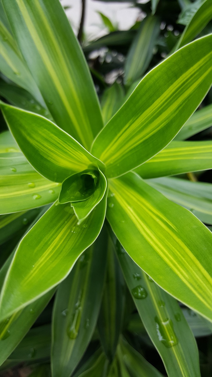 green plant nature free photo