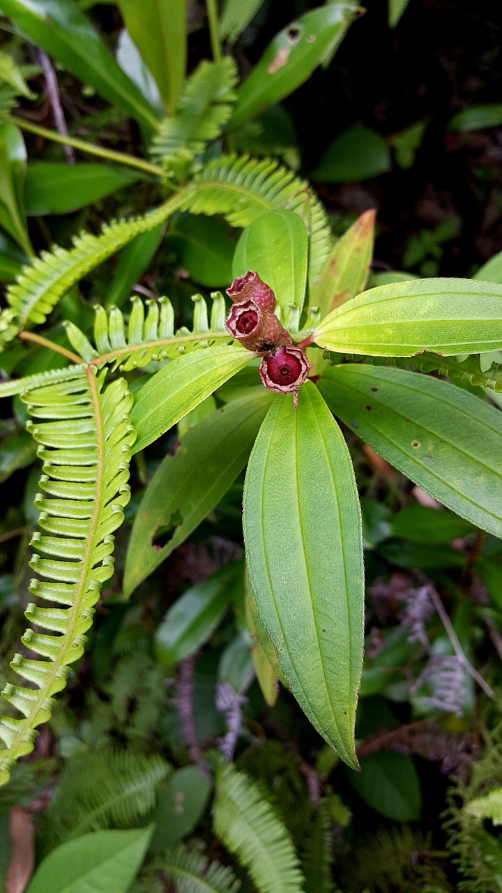 green plant season free photo