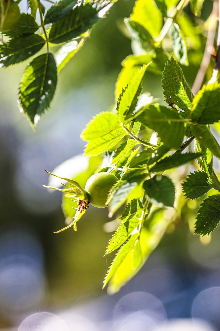 green plant growth free photo