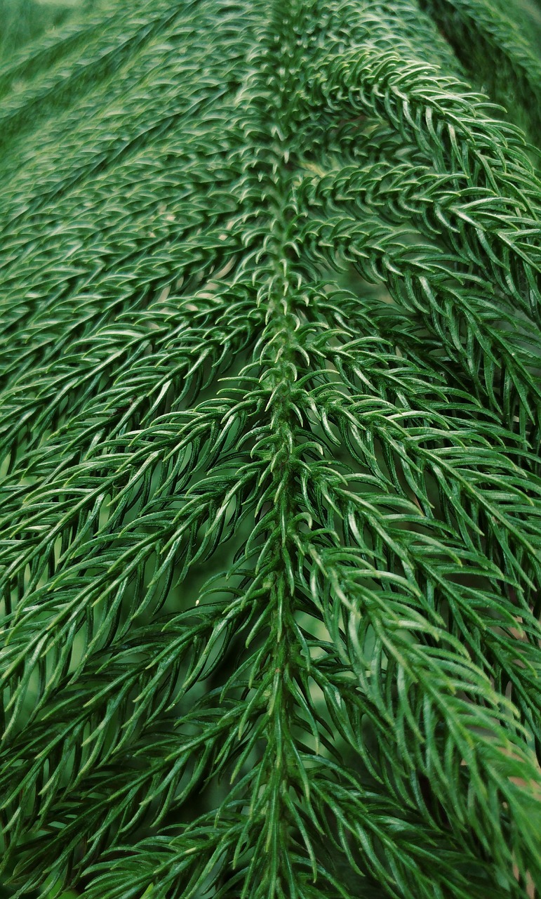 green fresh leaf free photo