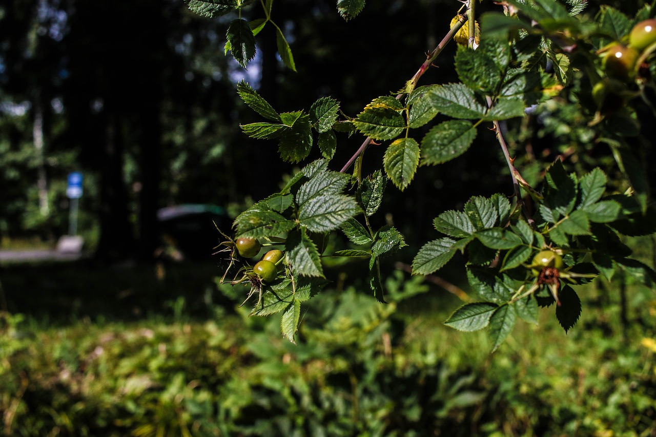 green plant wide angle free photo