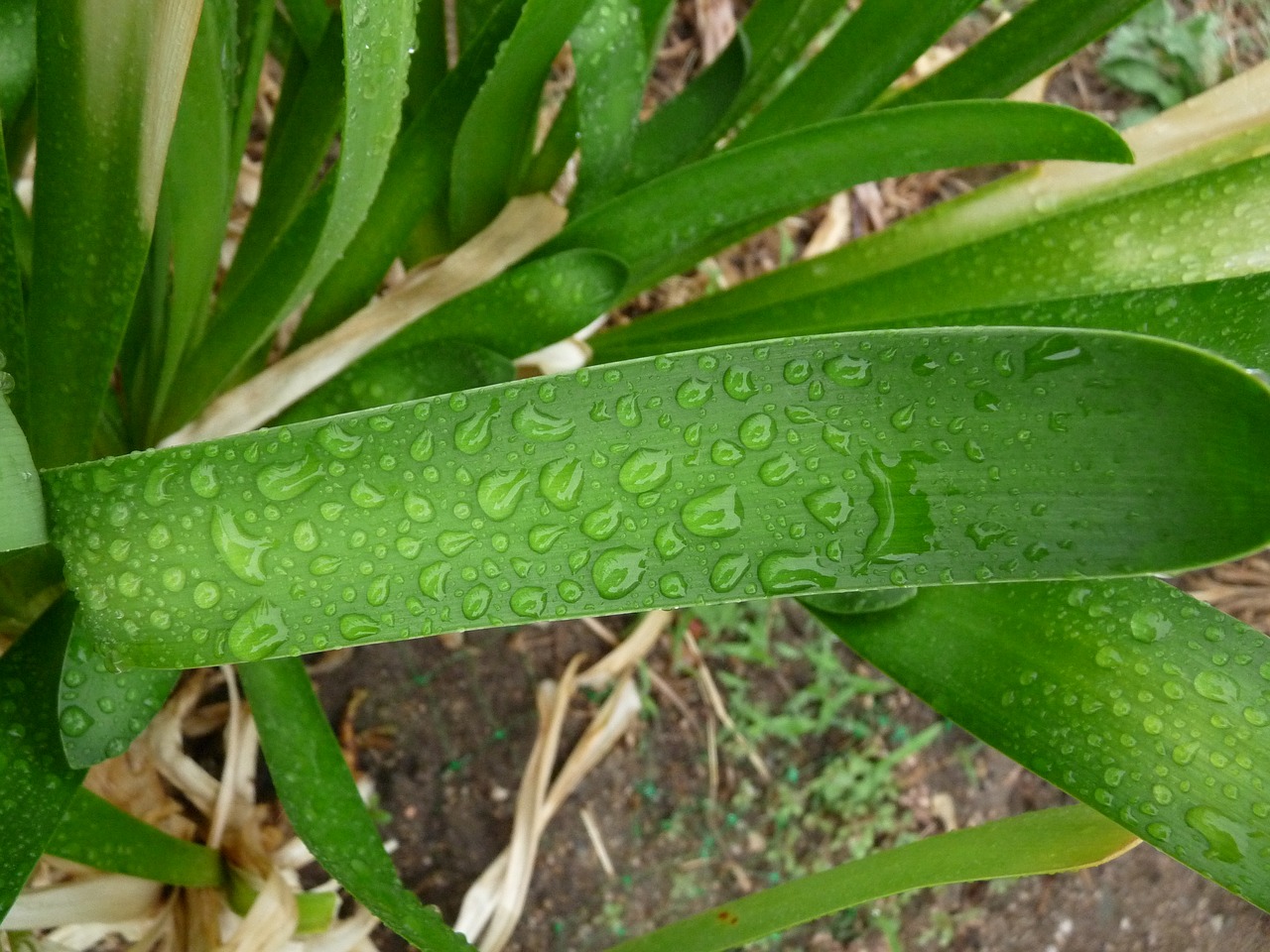 green leaf rain free photo