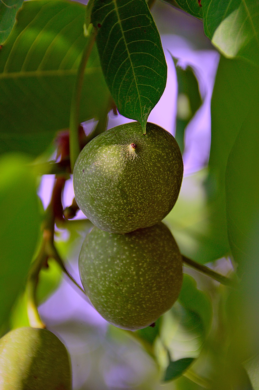green walnut autumn crop free photo