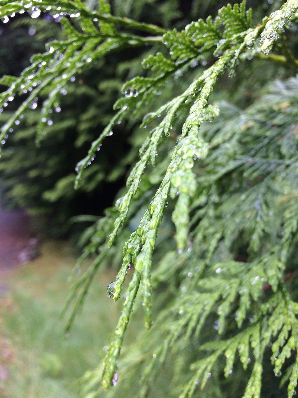 green forest rain free photo