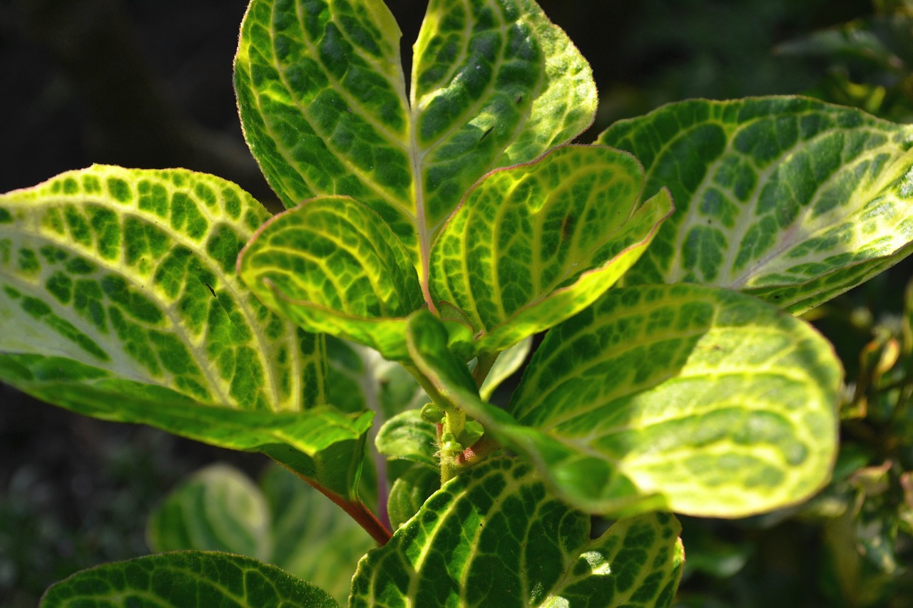 green plant leaves free photo