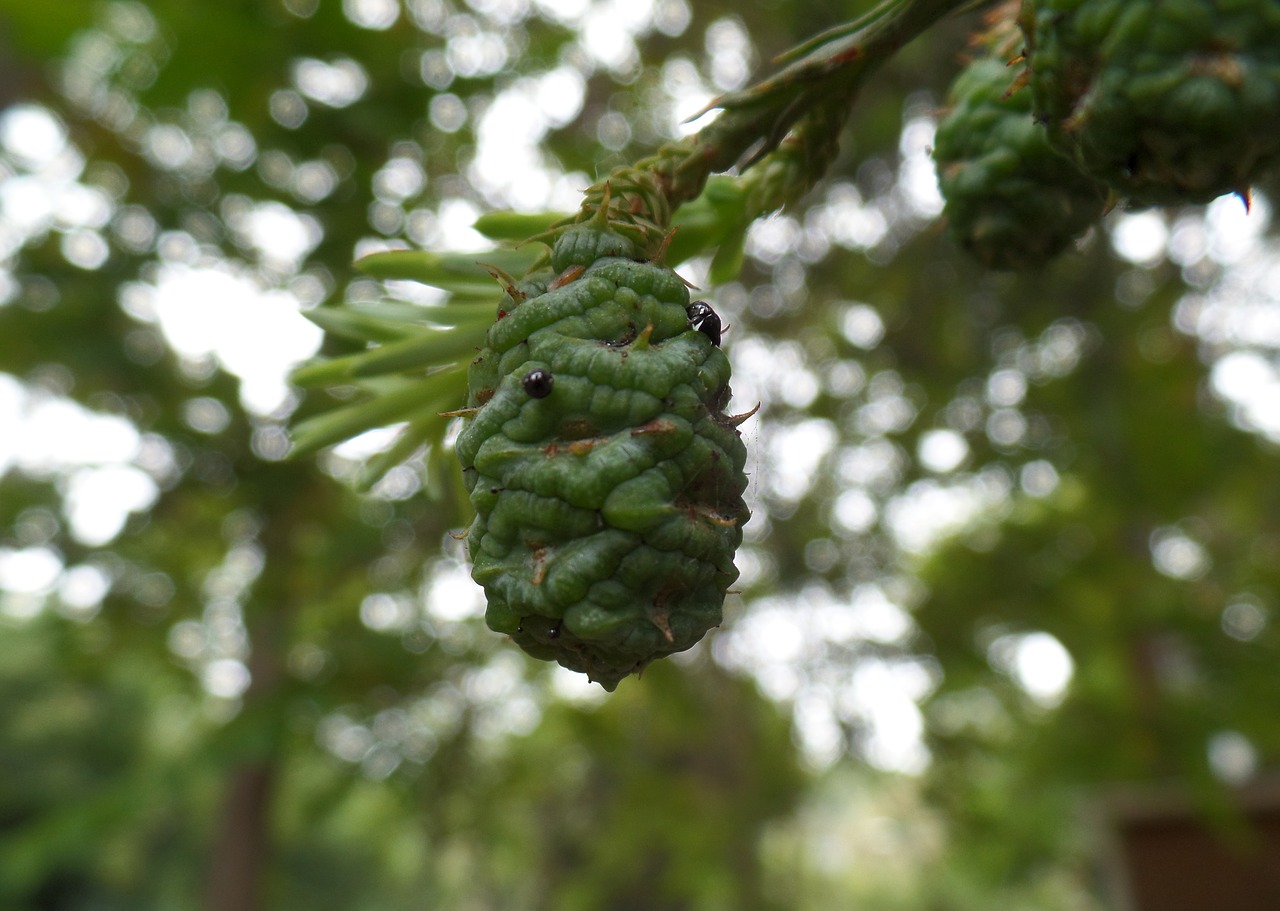 green tree nature free photo