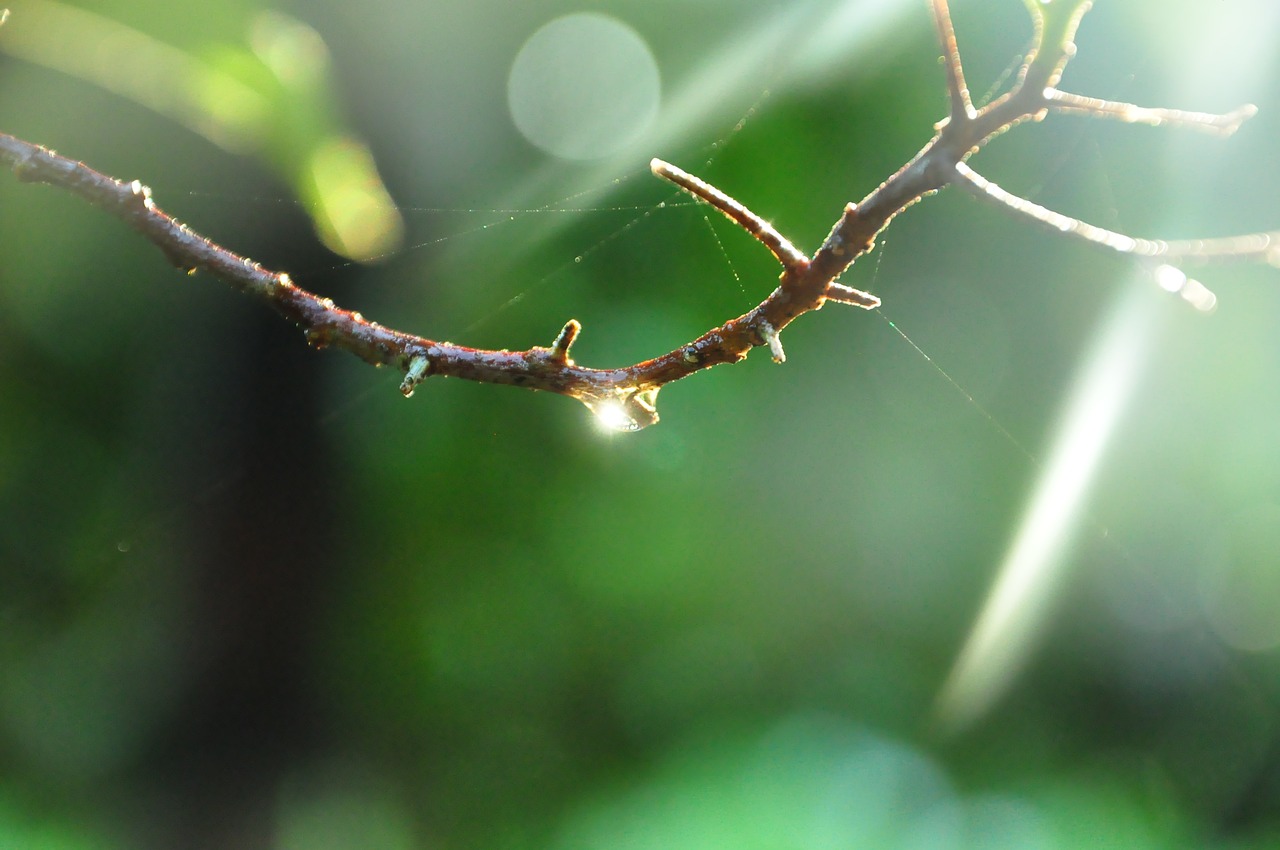 green twigs branch free photo