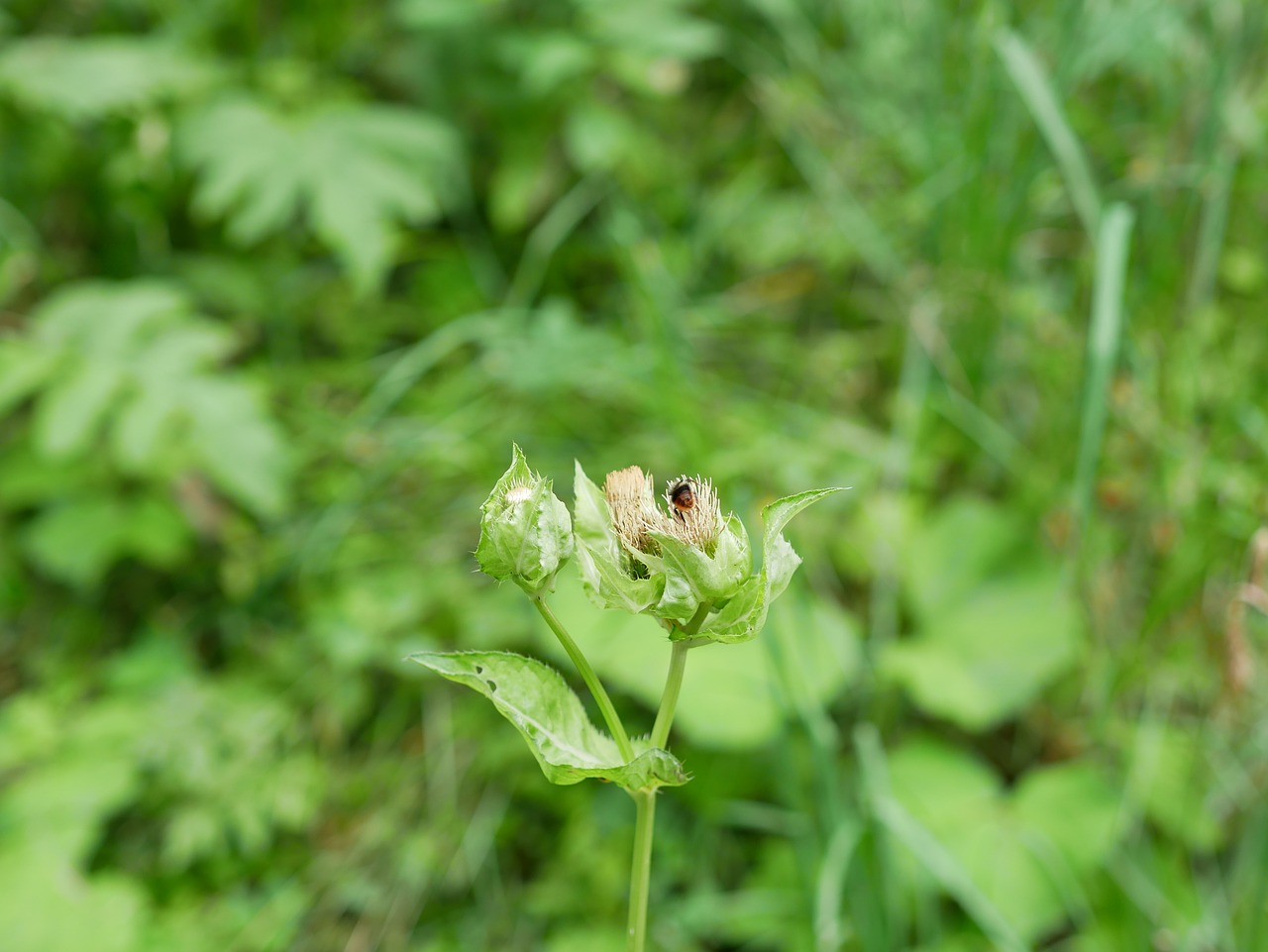 green dry flower free photo