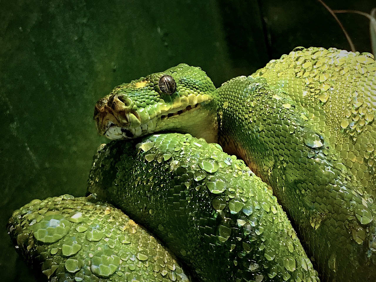 green tree snake free photo