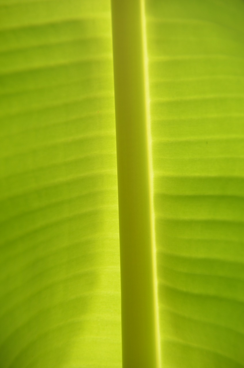 green banana tropics free photo