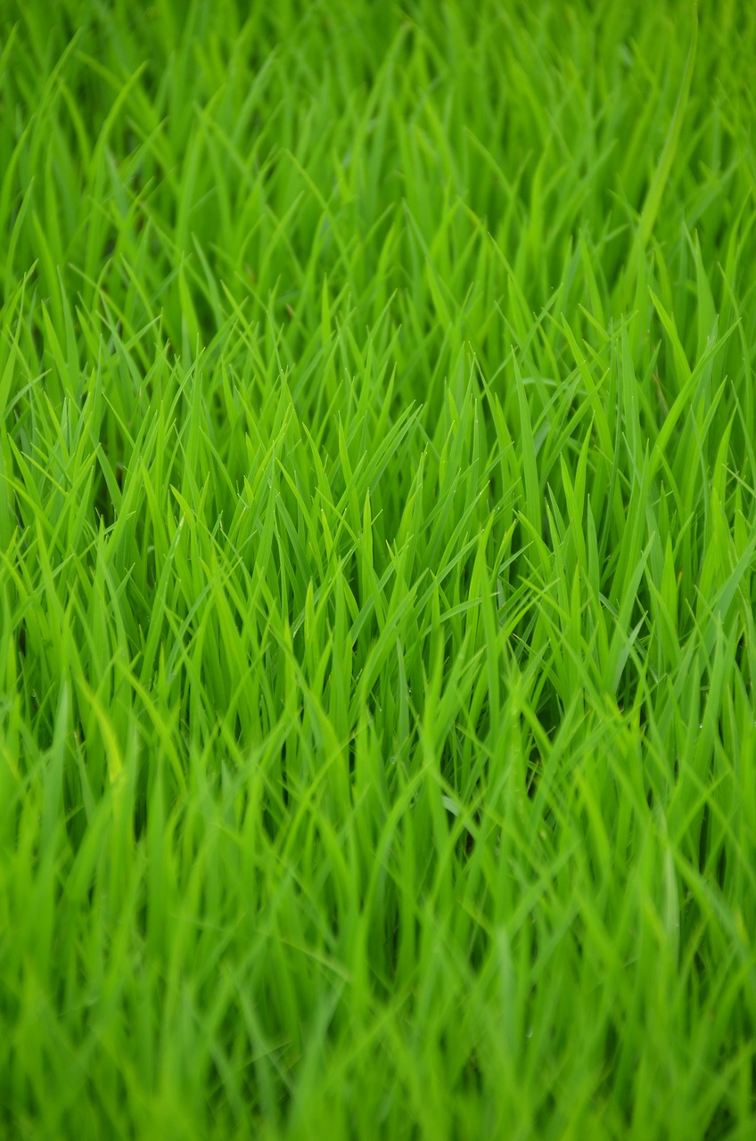 green rice rice field free photo