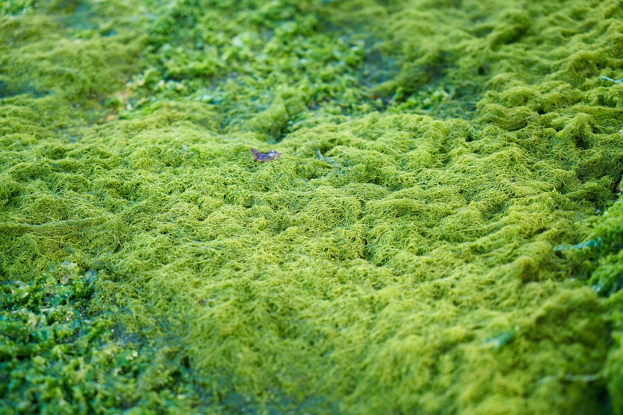 green moss texture free photo