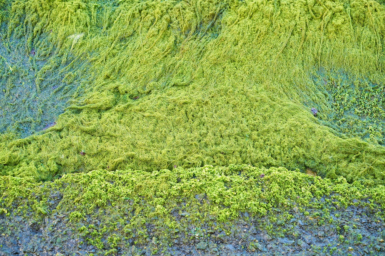 green moss texture free photo