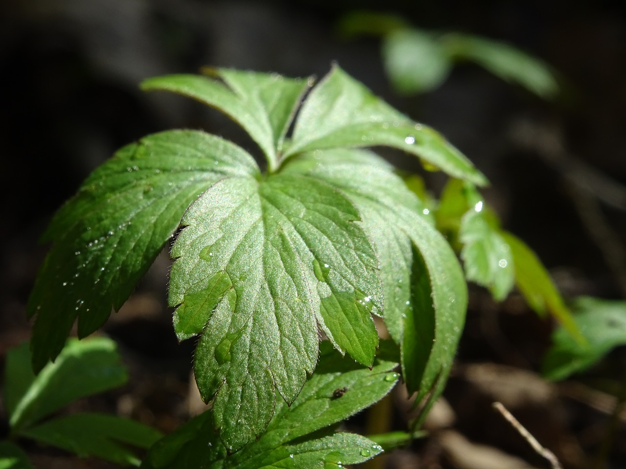 green leaf forest free photo