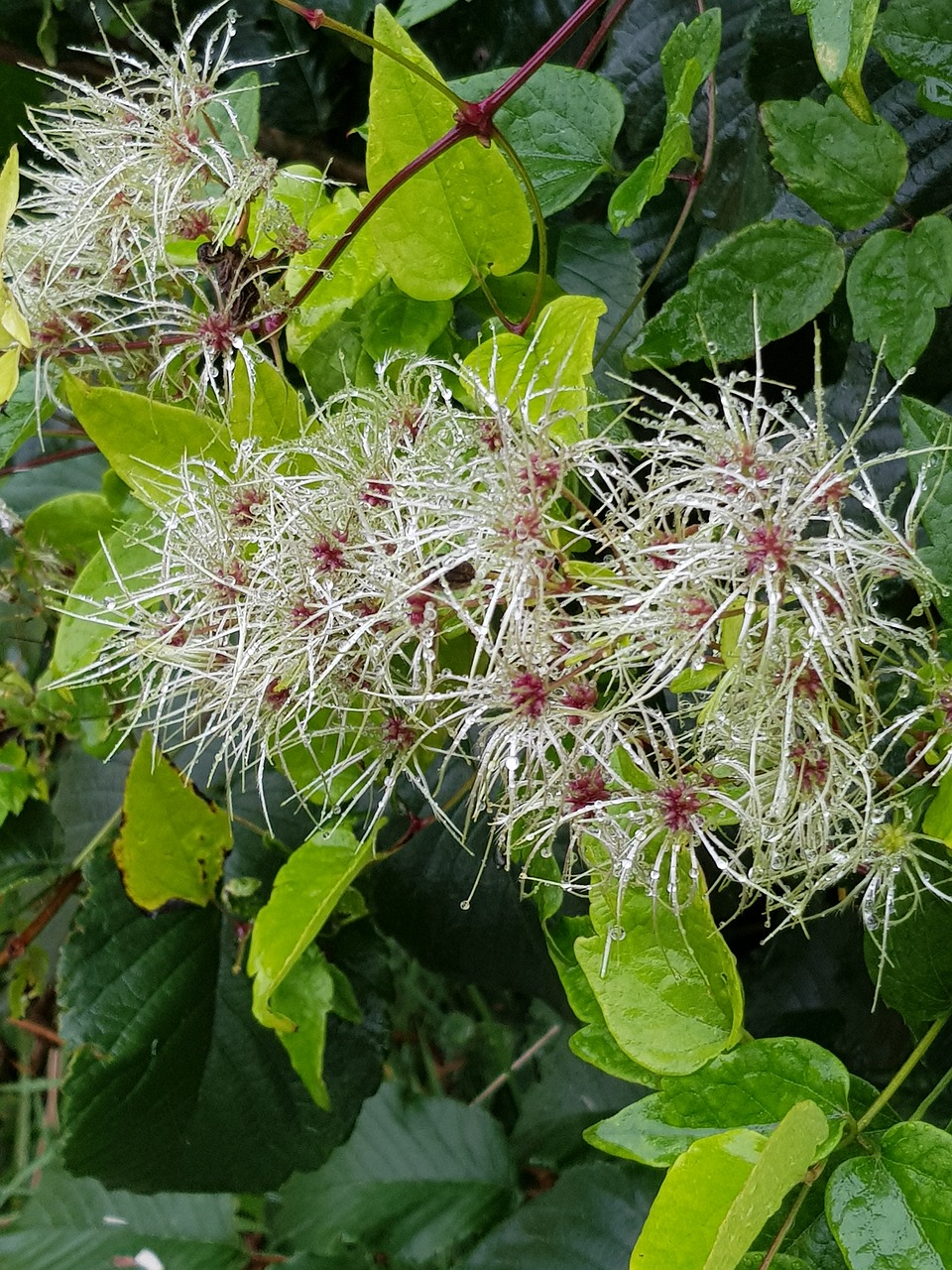 green beautiful flowers free photo