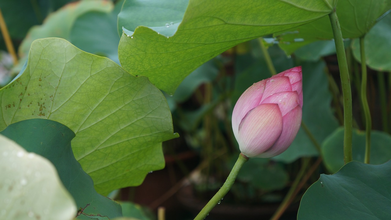 green lotus free pictures free photo