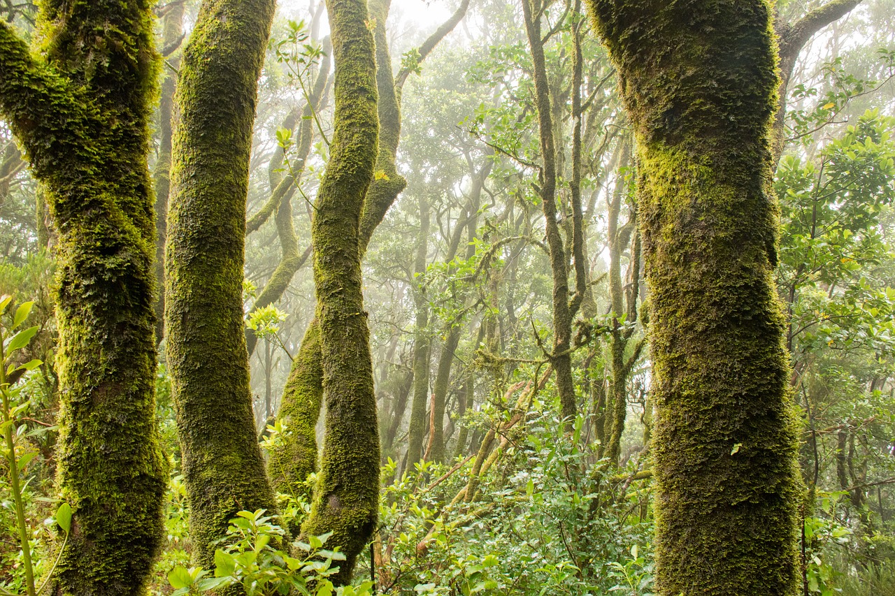 green forest nature free photo