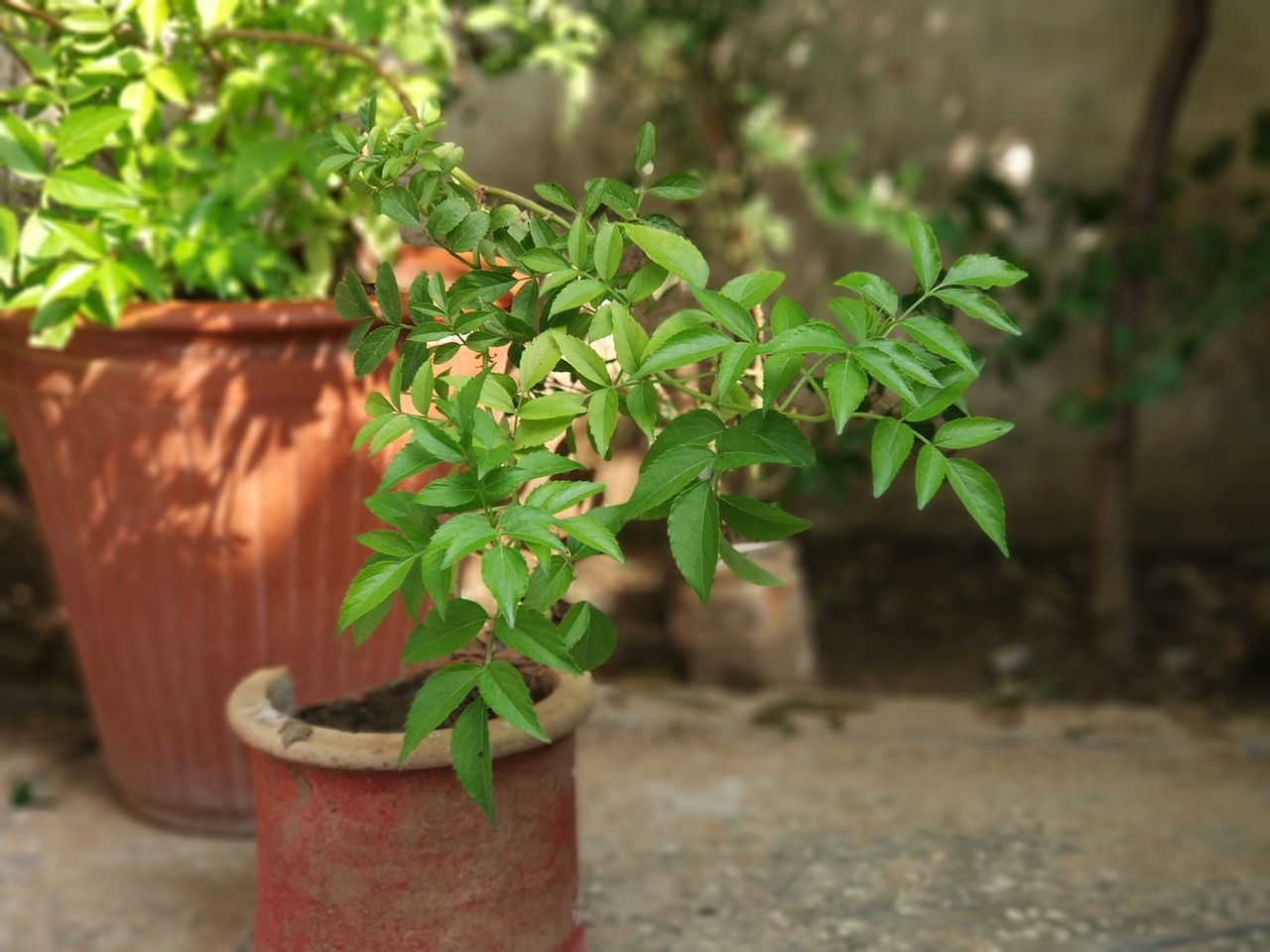 green leaf natur free photo