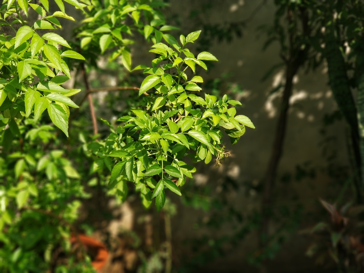 green leaf natur free photo