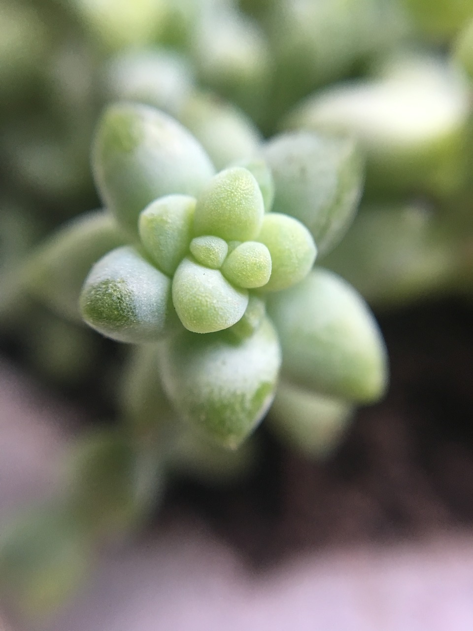 green succulent plant free photo